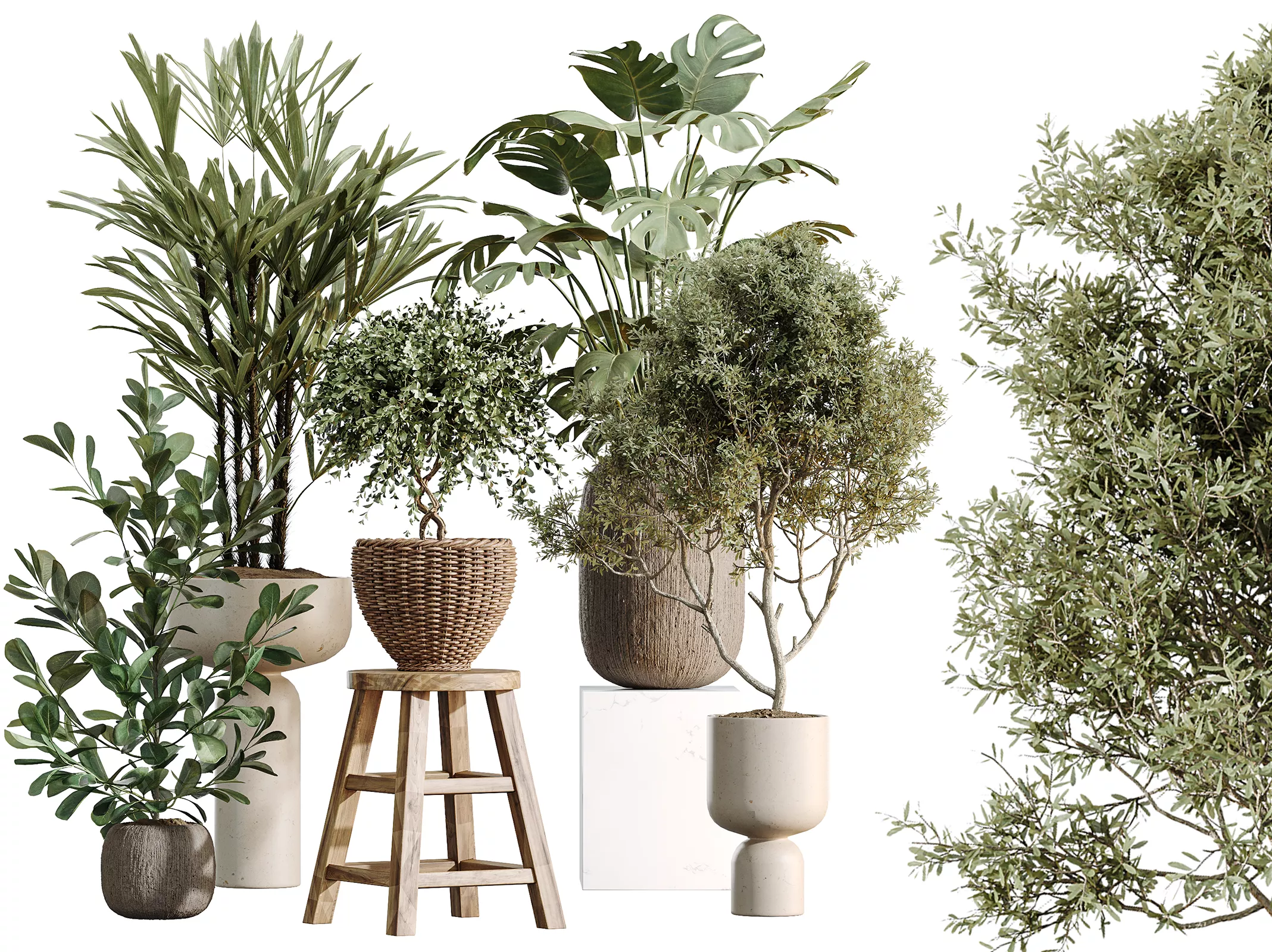AV Indoor Plants Set 511 Olive Ficus microcarpa Rhapis Palm 3D model
