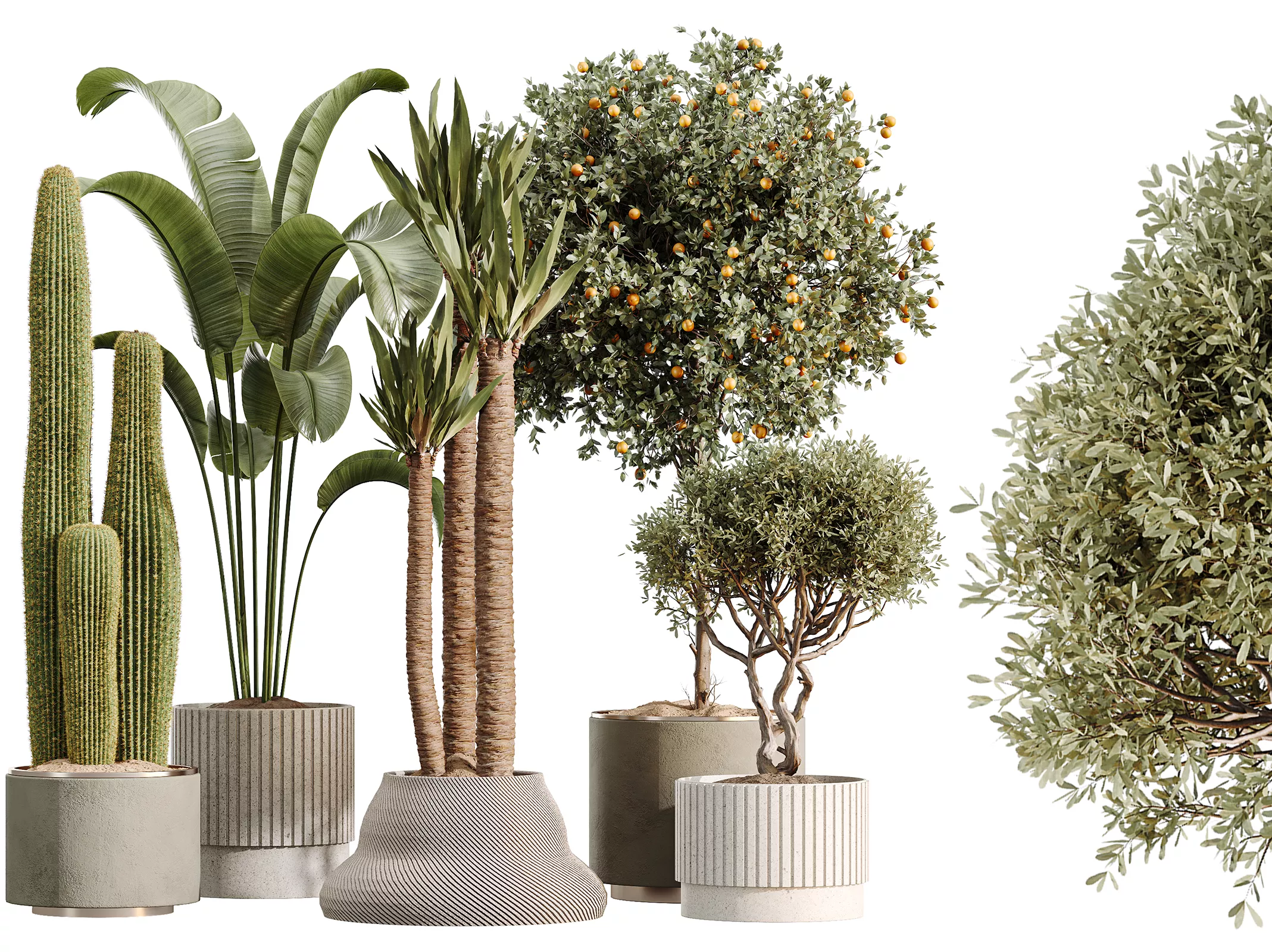 AV Indoor Plants Set 512 Olive Orange Tree Banana Cactus Yucca 3D model