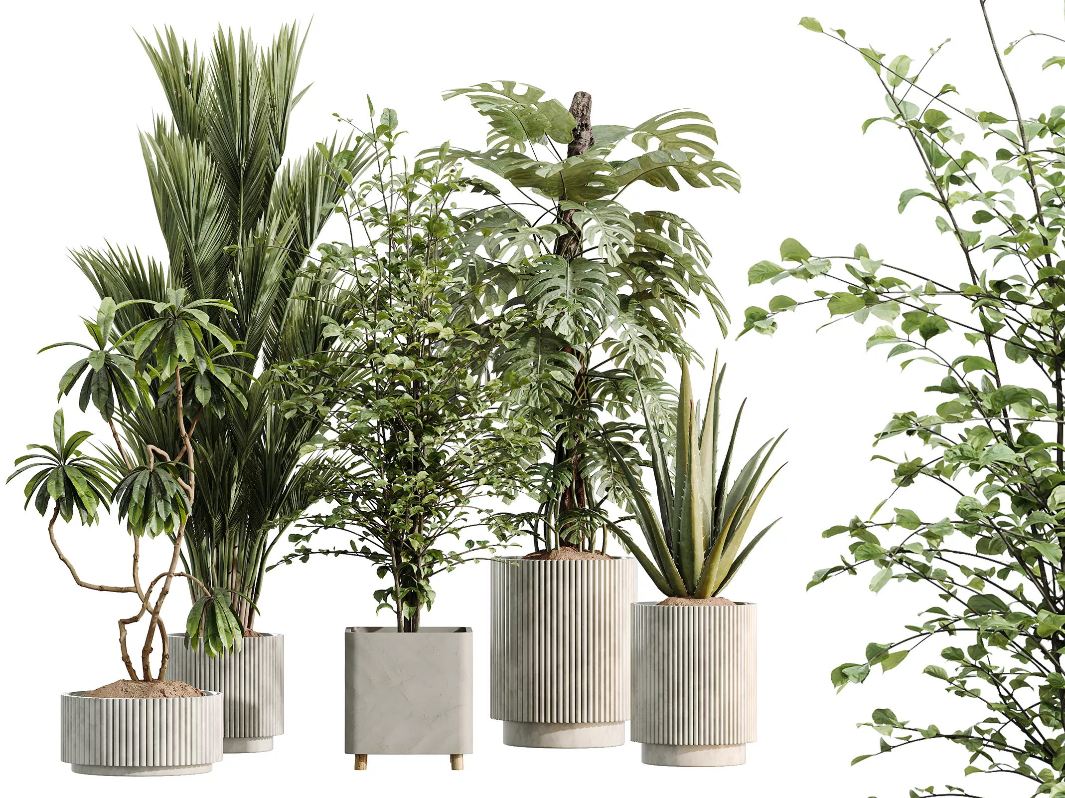 AV Indoor Plants Set 513 Aloe Vera Alnus Ficus Areca Palm 3D model