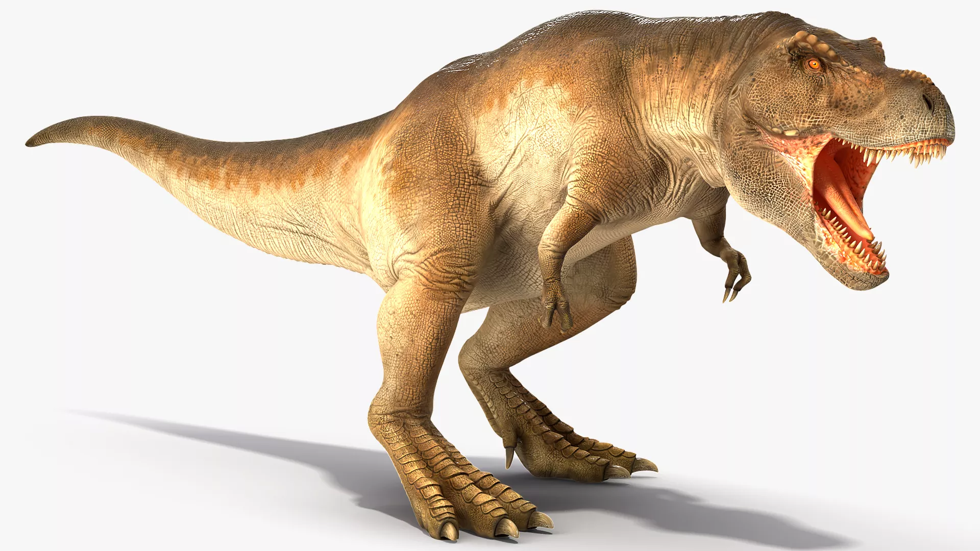 Animated Tyrannosaurus Rex Roaring Rigged 3D model