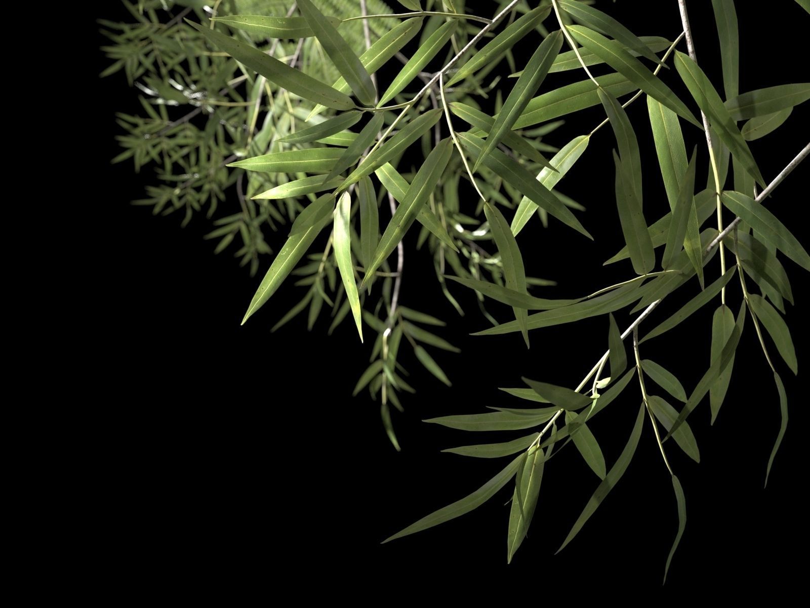 Hanging Plants on Rope 3D model_1