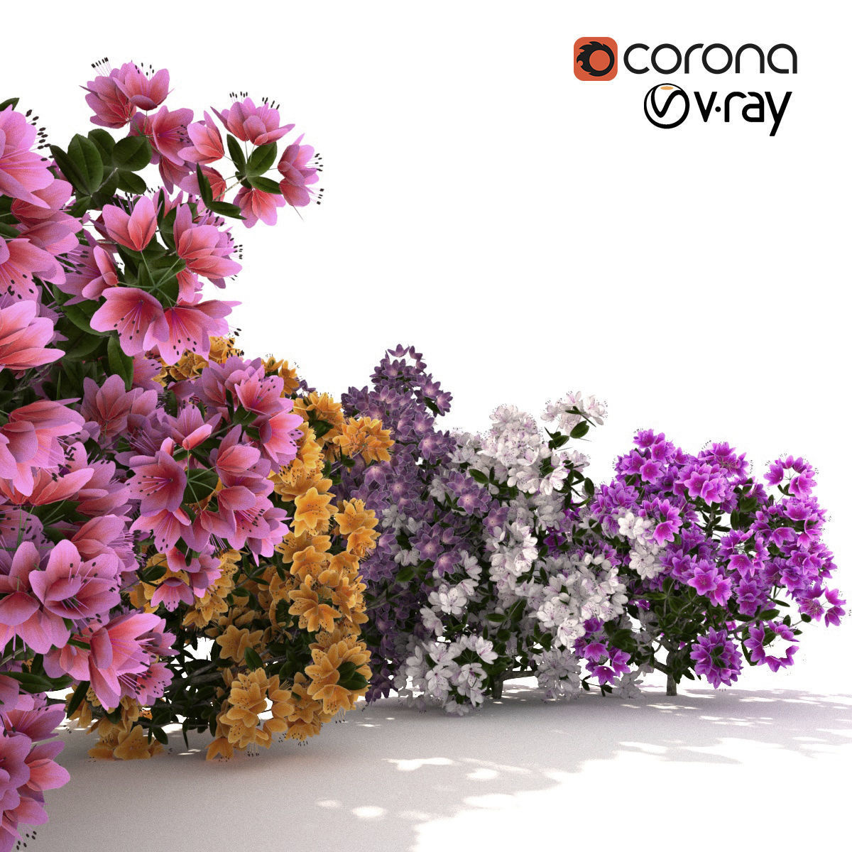 Azalea kollection 3D model