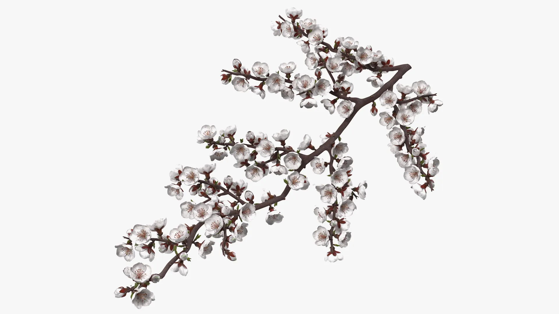 White Cherry Blossom Branch 3D model | CGTrader