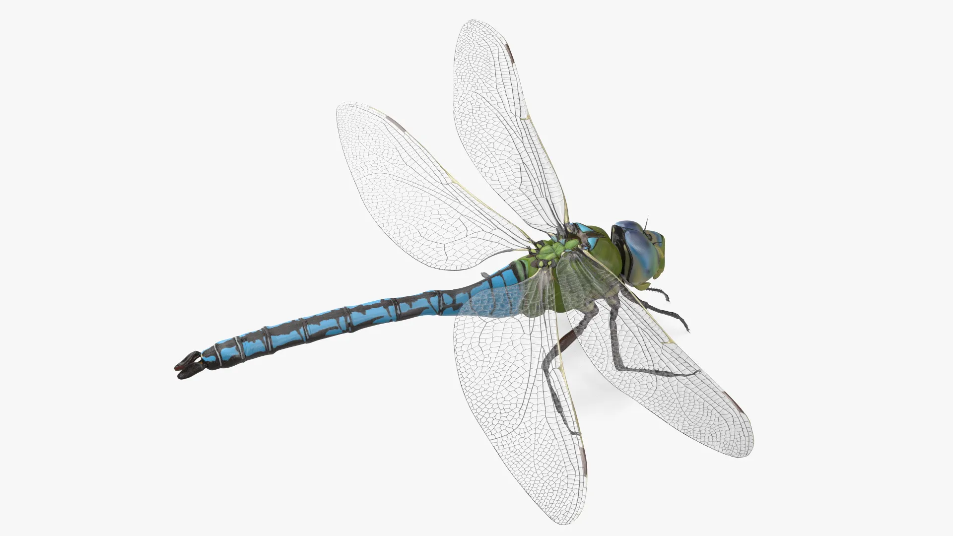 Dragonfly Rigged for Cinema 4D 3D model