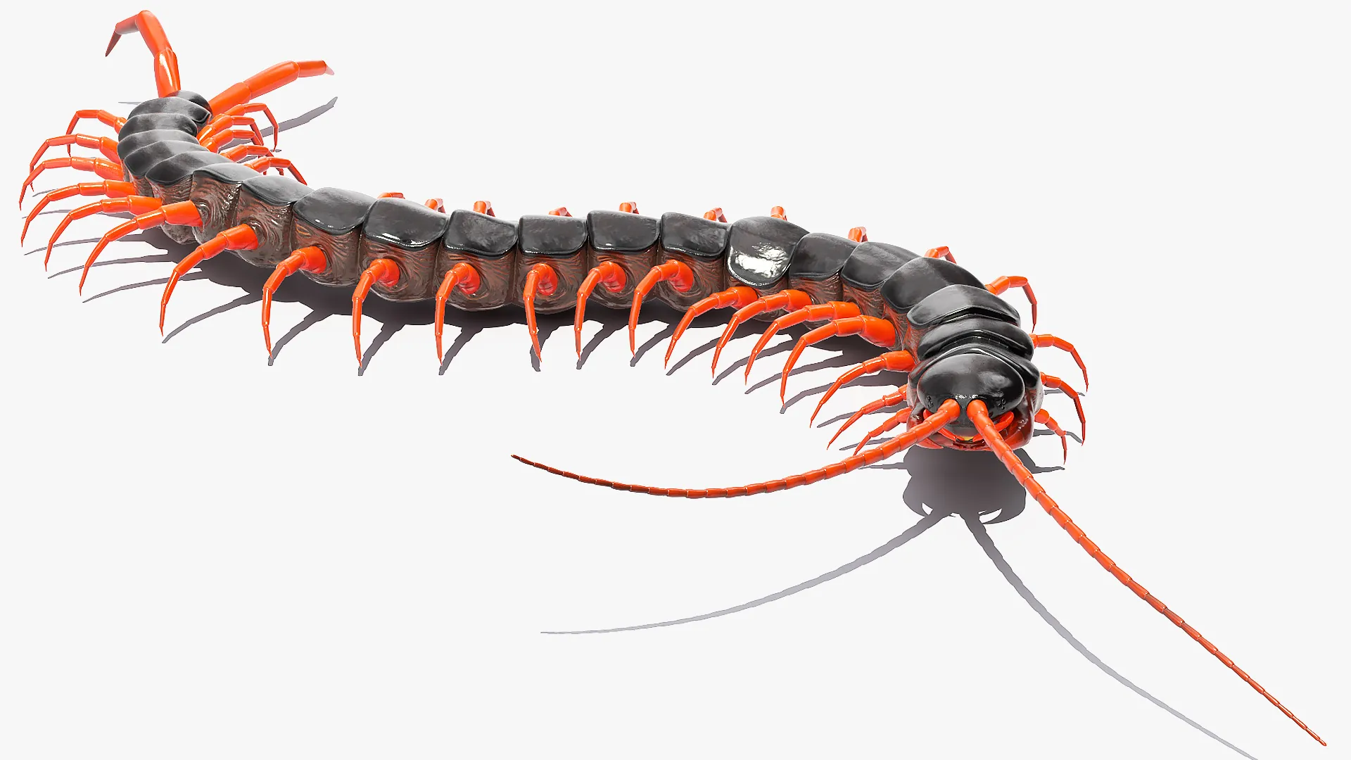 Scolopendra Subspinipes Rigged 3D model
