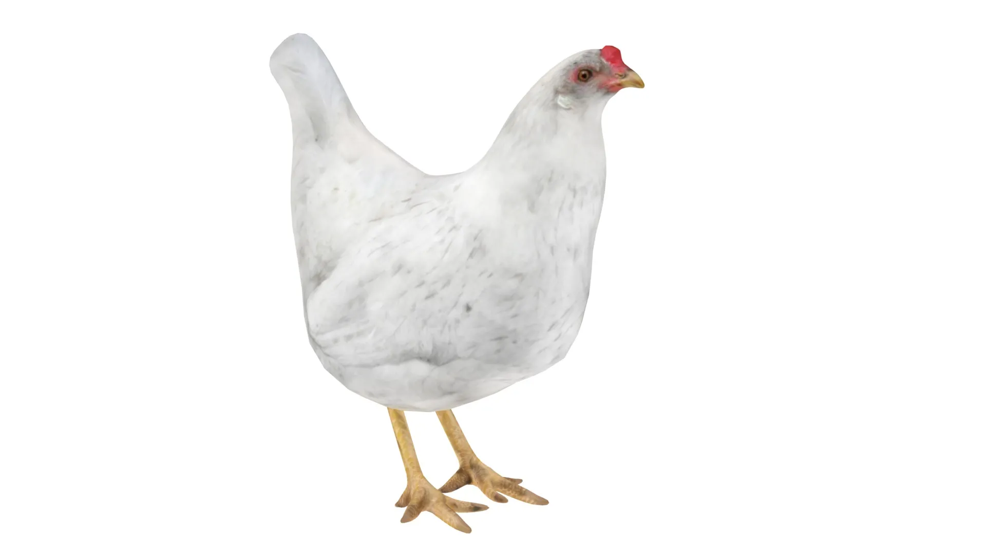 Chicken 3 White Low-poly 3D model