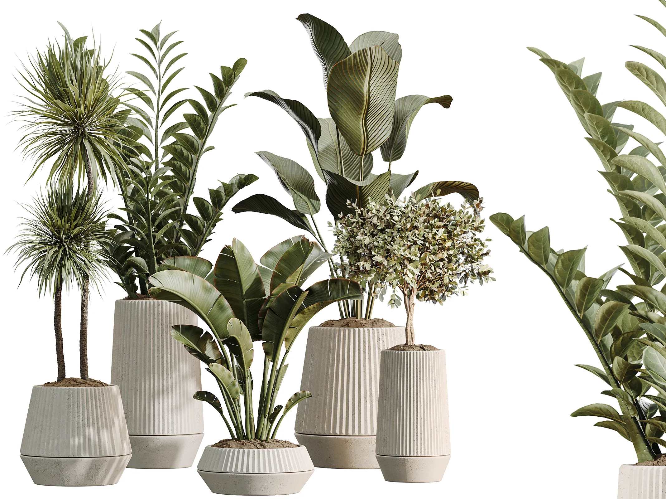 AV Indoor Plants Set 514 Olive Banana Yucca Calathea Zamiifolia 3D model