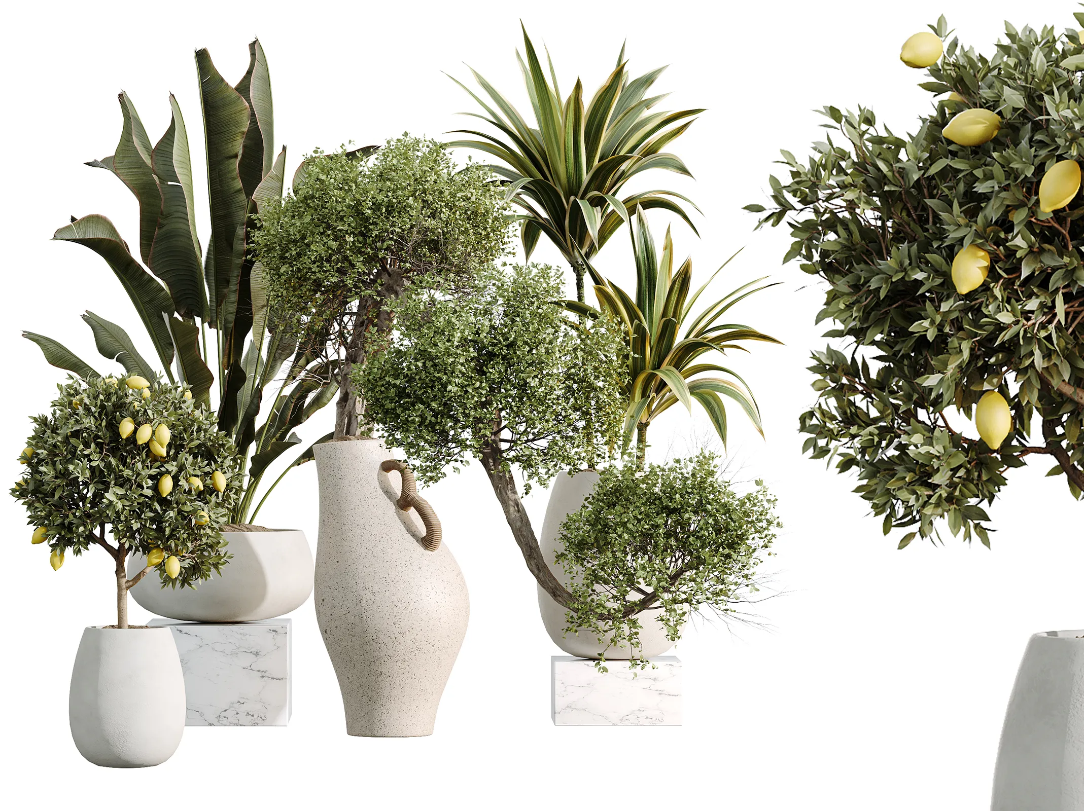 AV Indoor Plants Set 515 Warneckii Banana Ficus Bonsai Lemon 3D model