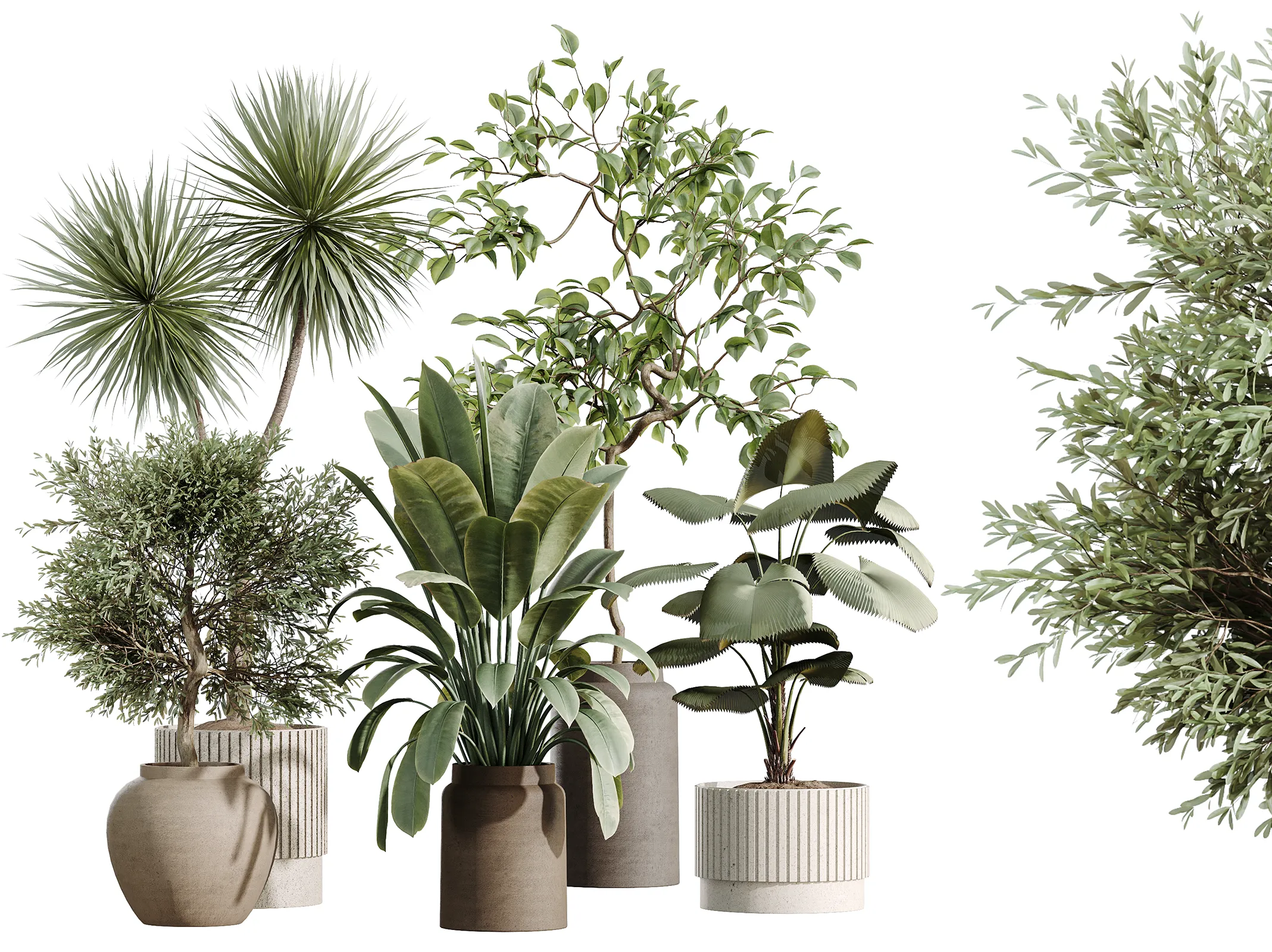 AV Indoor Plants Set 516 Licuala Palm Ficus Yucca Olive 3D model