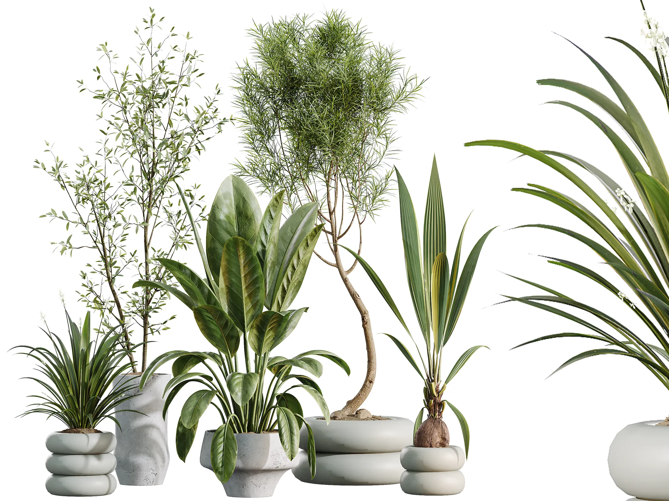 AV Indoor Plants Set 517 Ficus Coconut Palm Olive Eucalyptus 3D model