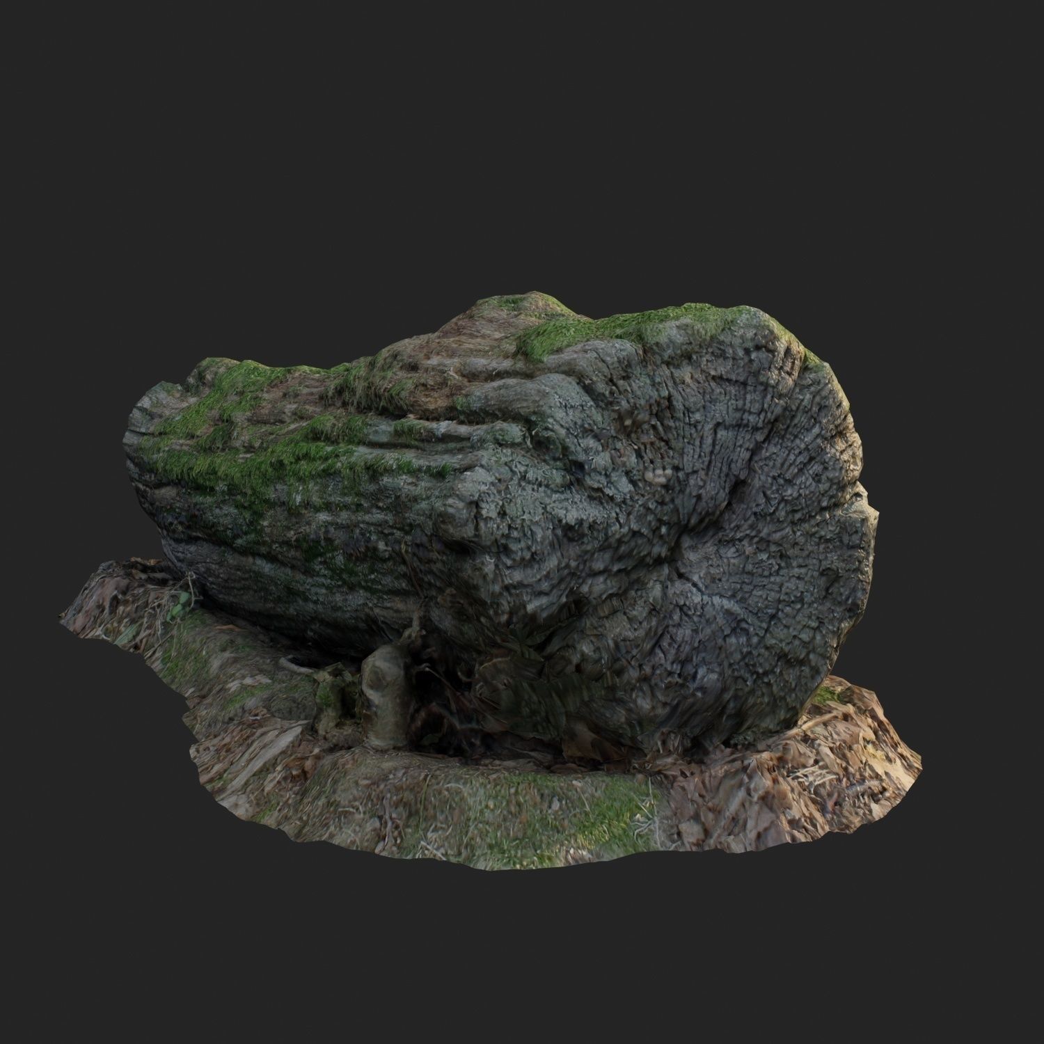 3d scanned nature forest stuff 001 Low-poly 3D model_3