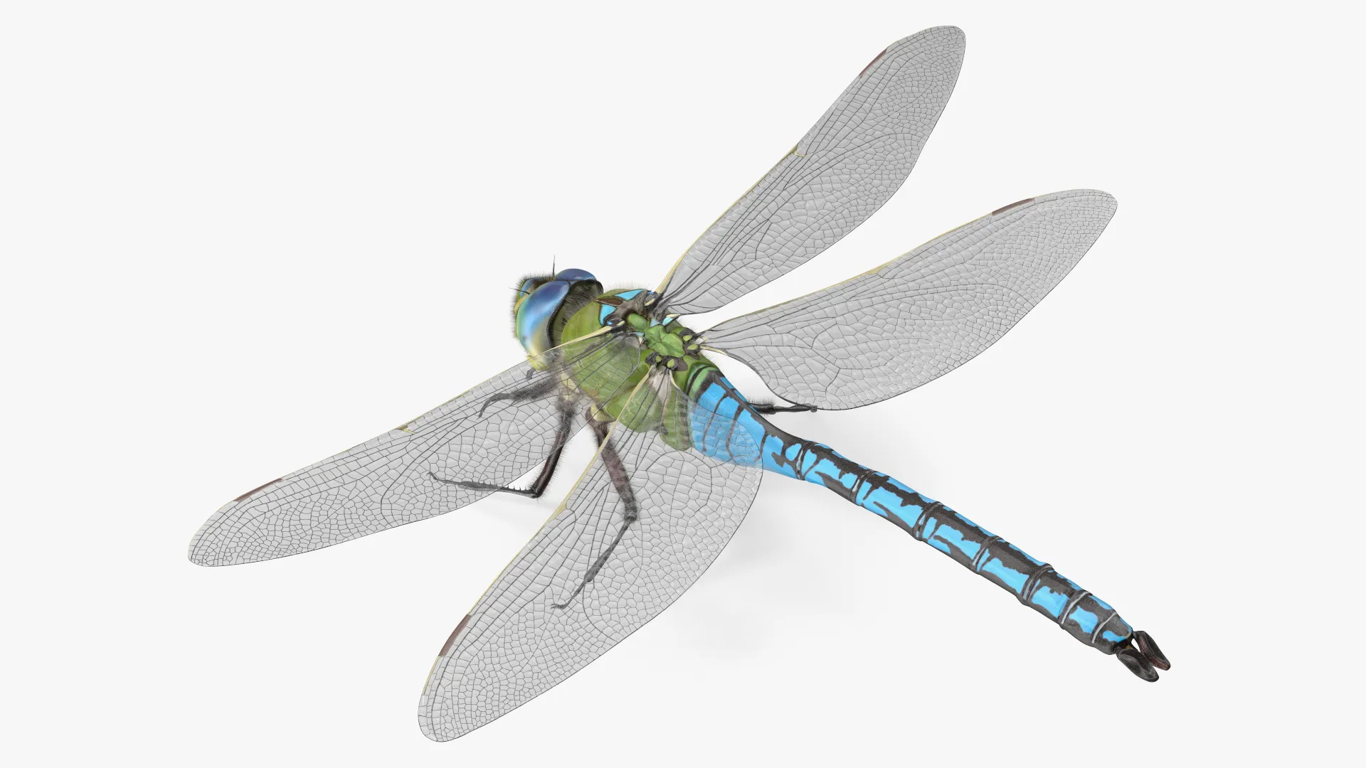 Dragonfly Fur Rigged 3D model