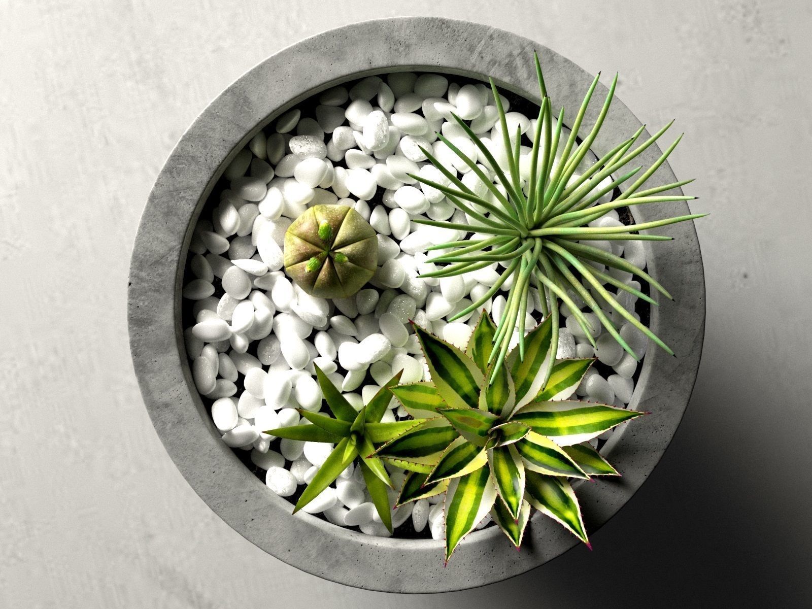 Bowl Planters with Cactus and Succulents 3D model_2
