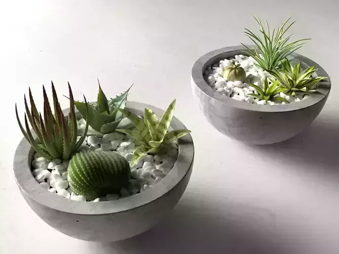 Bowl Planters with Cactus and Succulents