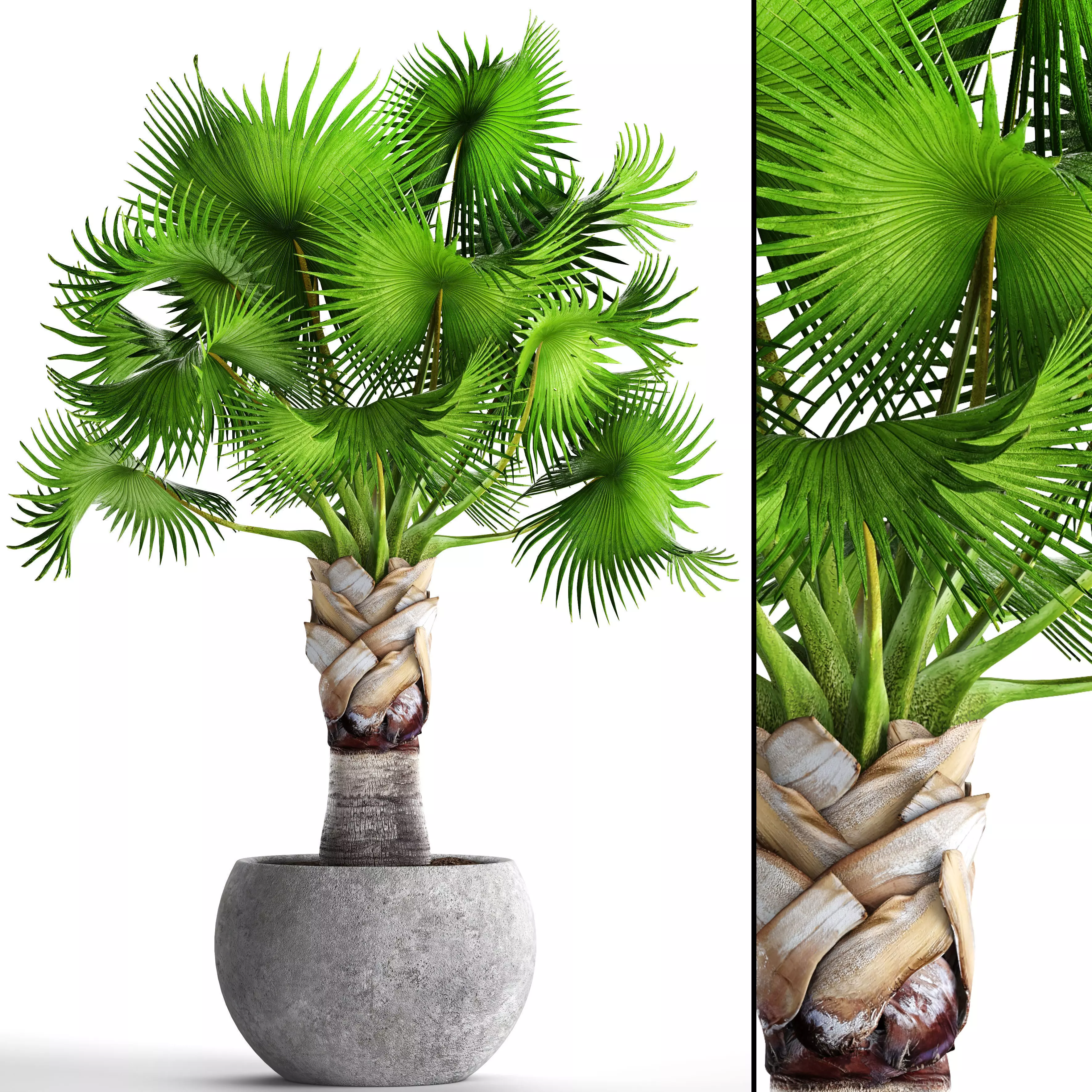 Bismarckia nobilis green palm 3D model