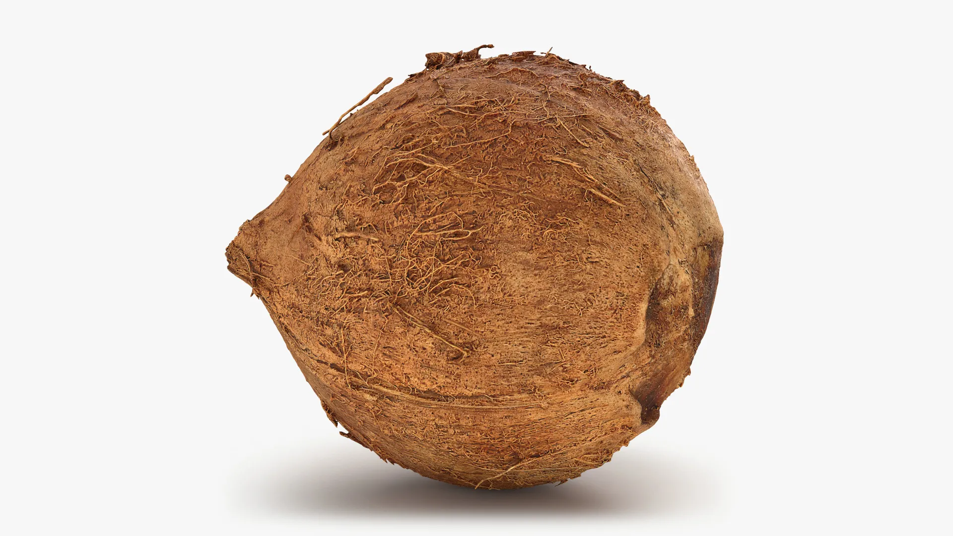 Coconut 01 - 3D Scanned 3D model