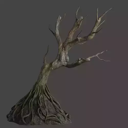  Old tree