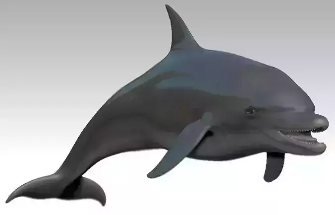 Rigged dolphin