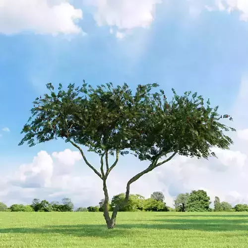 Rhus typhina 034 v1 AM136 3D model