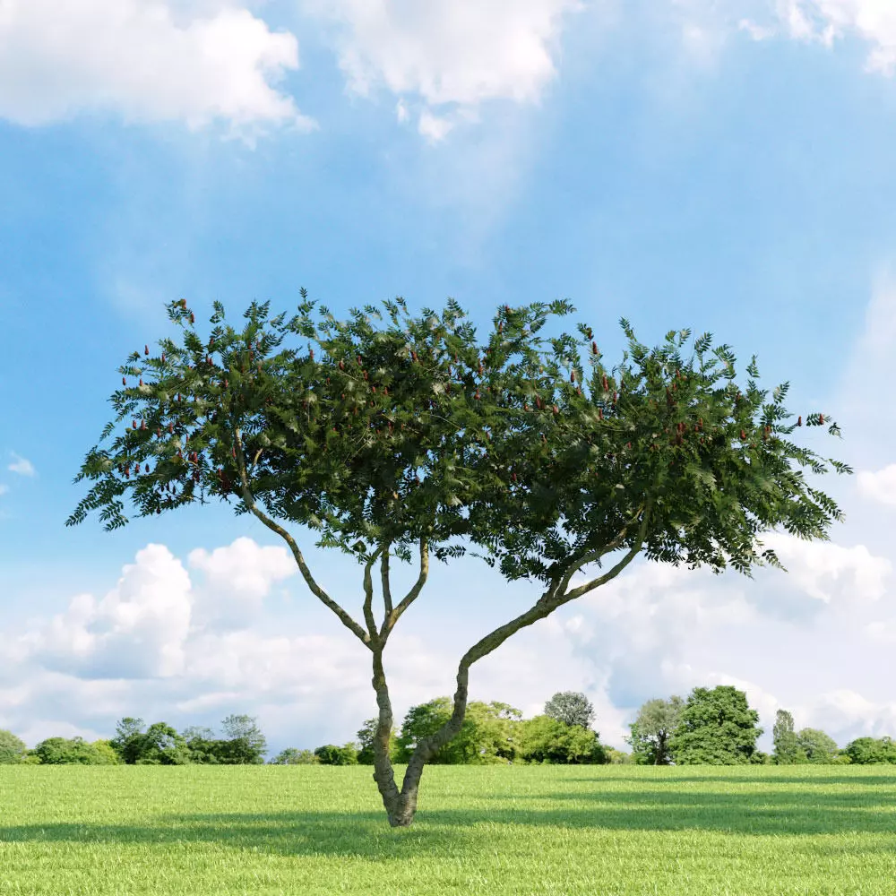 Rhus typhina 034 v1 AM136 3D model_0