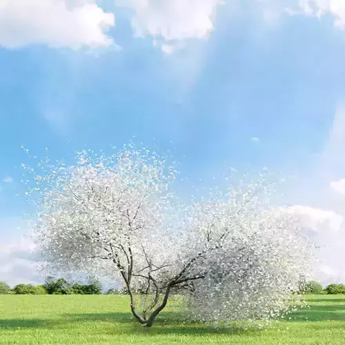 Magnolia 032 v2 AM136 3D model