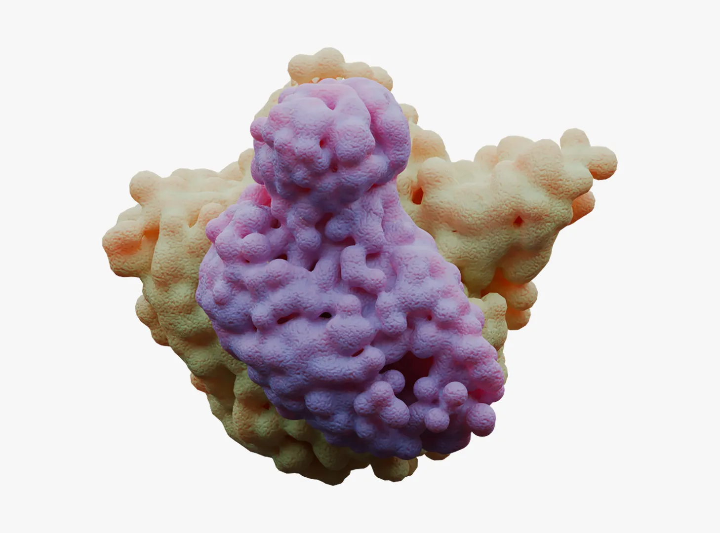 Ribosome Molecular Structure Anatomy 3D model