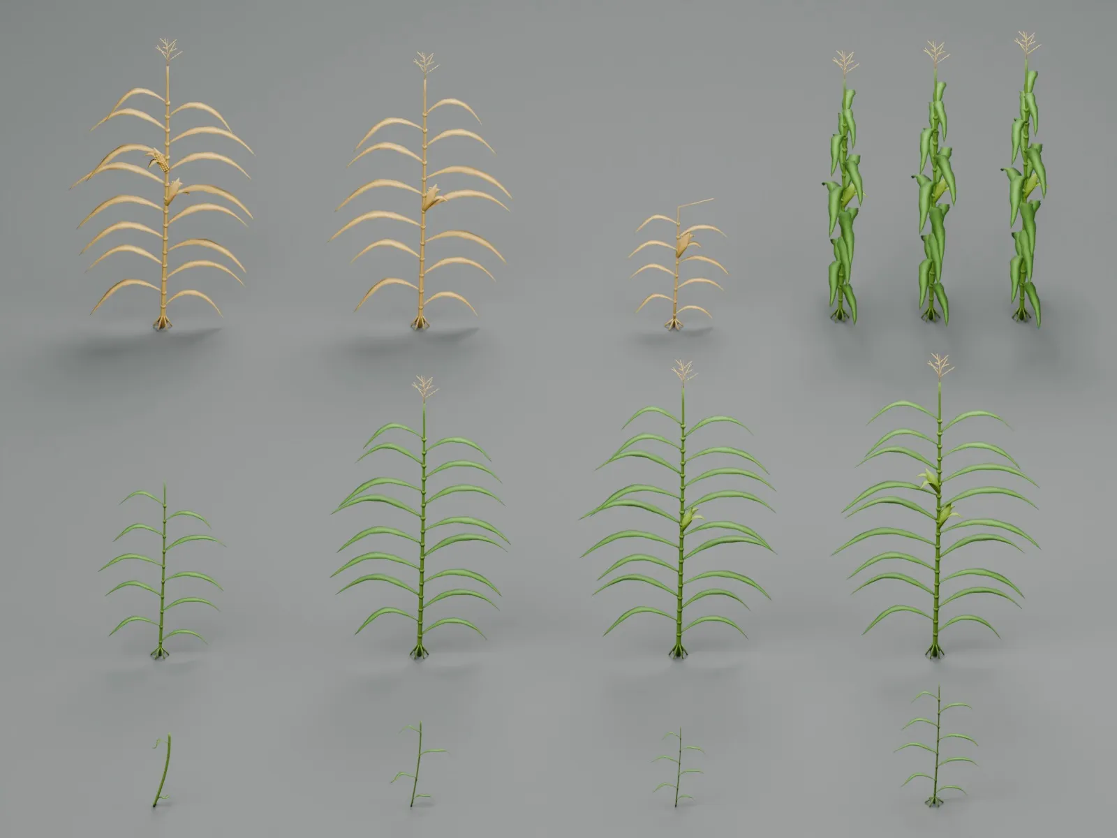 Corn Plants Growth Stages Field Pack PBR 3D model