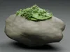 Forest Moss Lichen Rocks Ground Cover Pack PBR 3D model | CGTrader