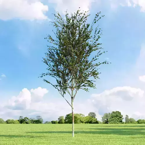 Betula albosinensis Fascination 025 v1 AM136