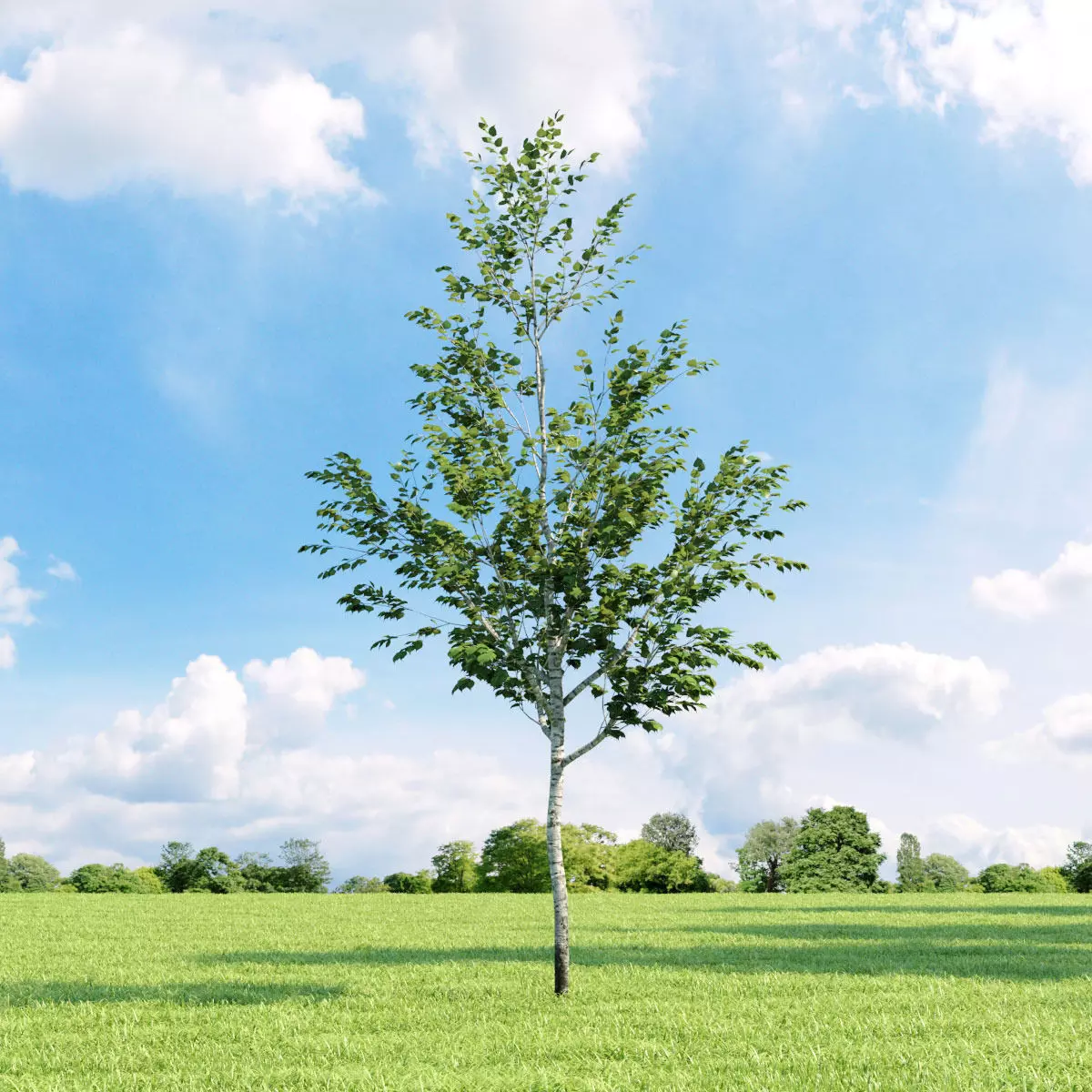 Betula 024 v3 AM136 3D model_0