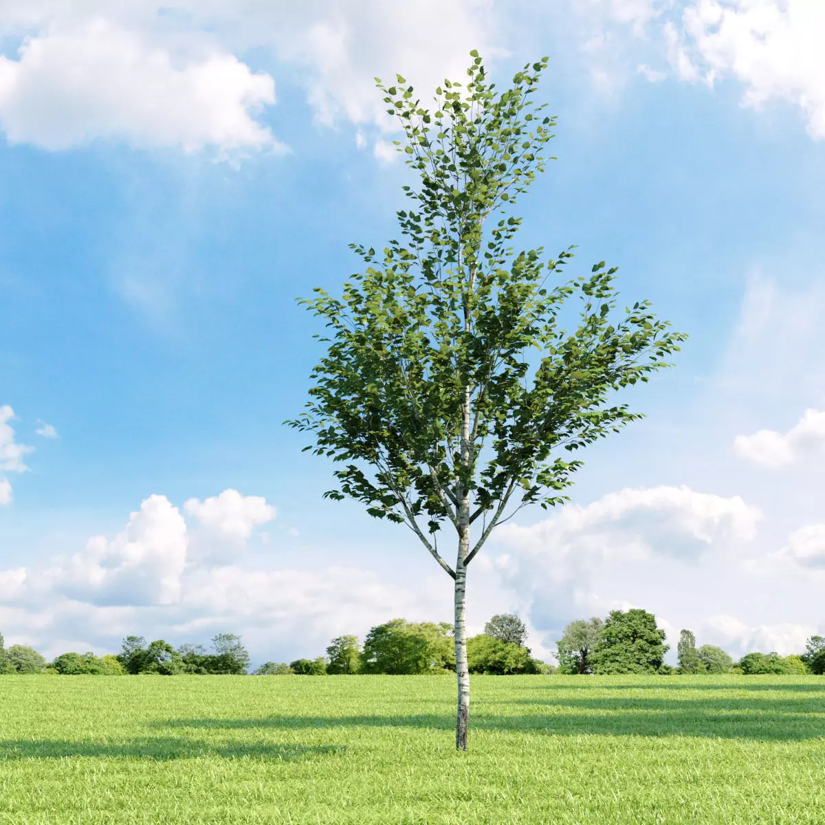 Betula 024 v1 AM136 3D model_0