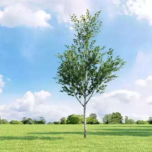 Betula 024 v1 AM136 3D model