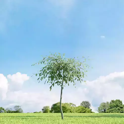 Salix repens var argentea 023 v3 AM136 3D model