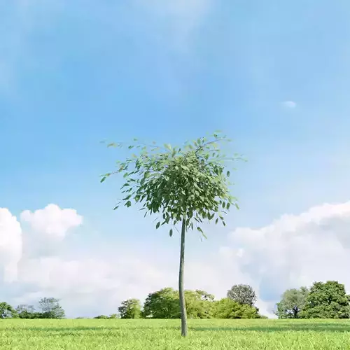 Salix repens var argentea 023 v2 AM136 3D model