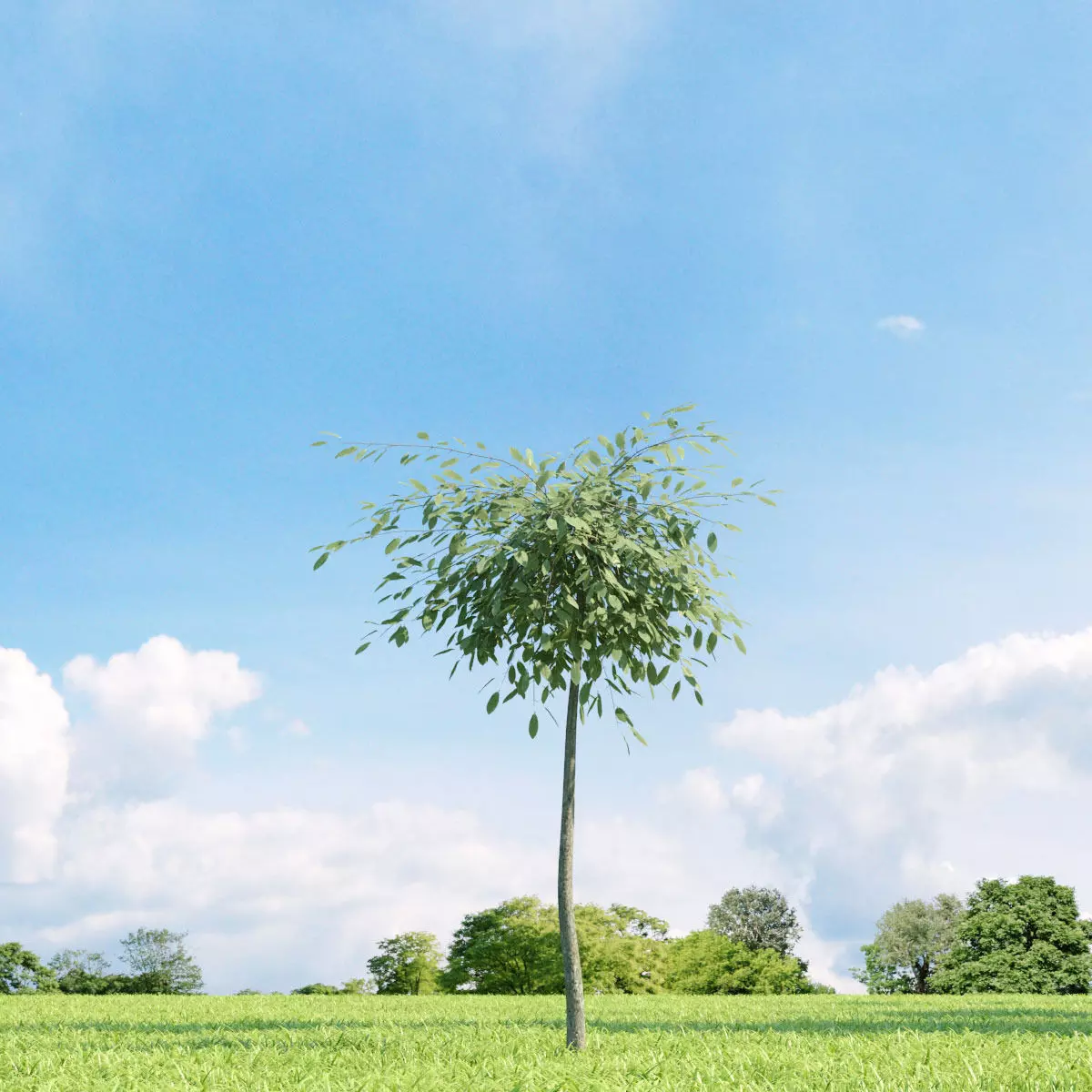 Salix repens var argentea 023 v2 AM136 3D model_0