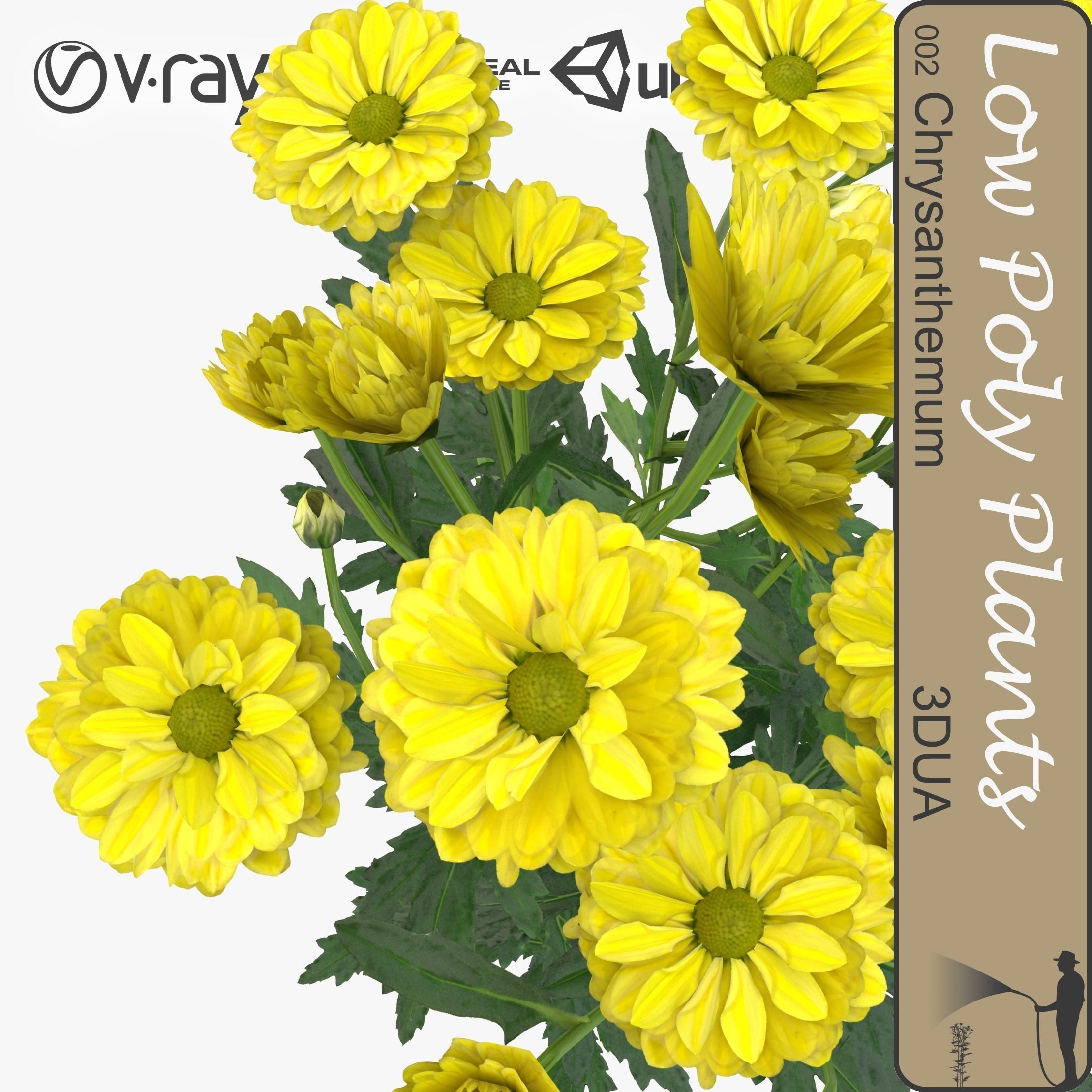 Chrysanthemum dandelion flowers Low-poly 3D model_0