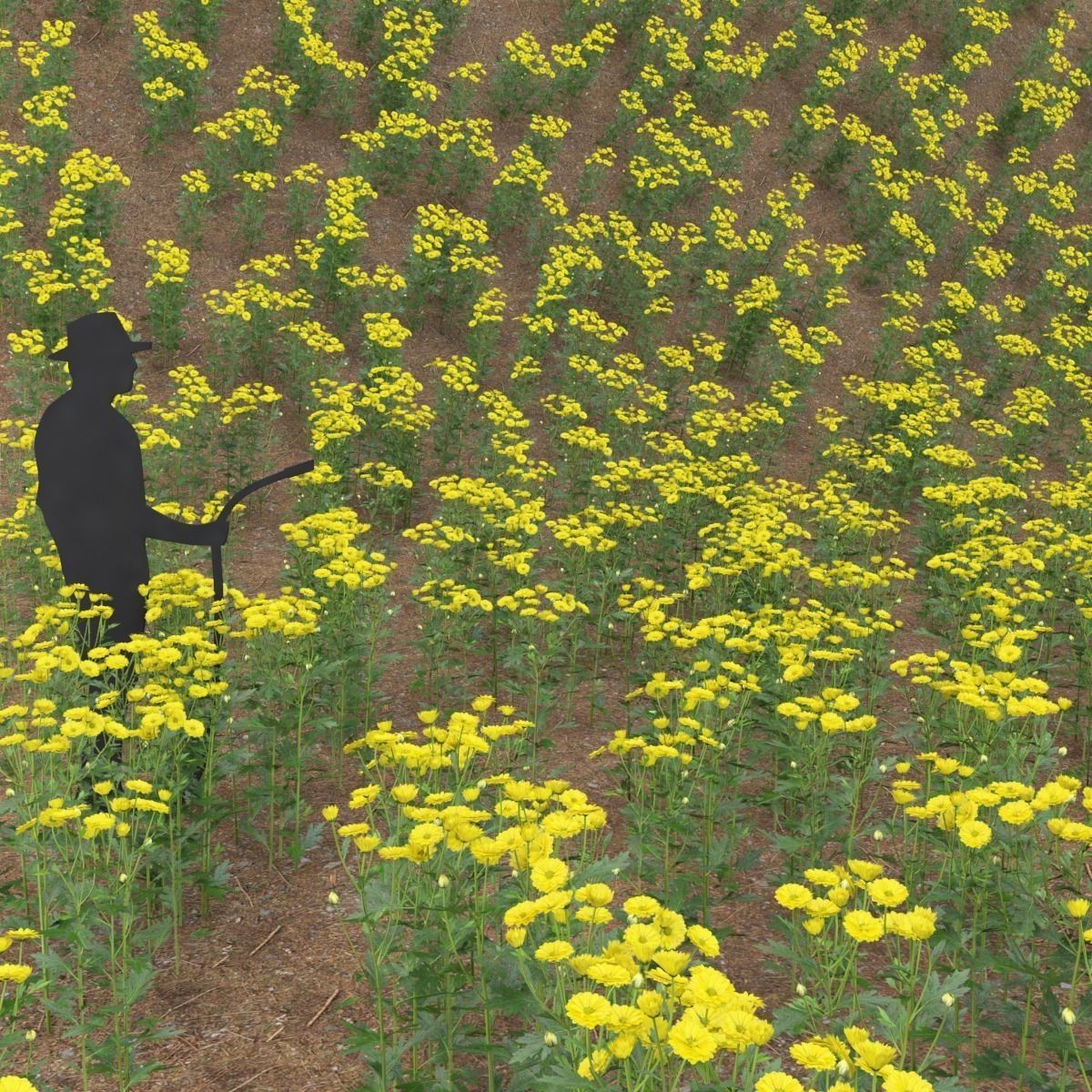 Chrysanthemum dandelion flowers Low-poly 3D model_1