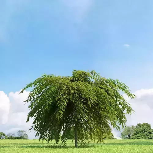 Salix repens var nitida 022 v3 AM136 3D model