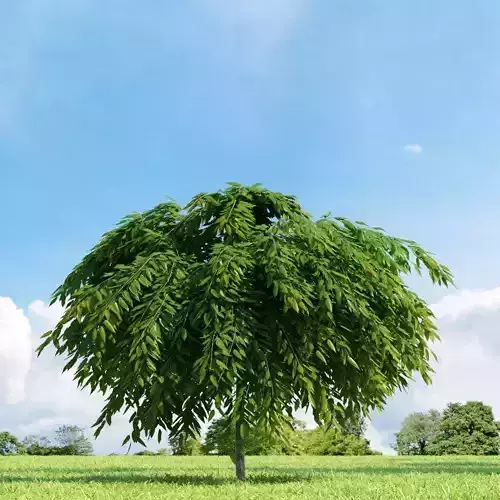 Salix repens var nitida 022 v2 AM136 3D model