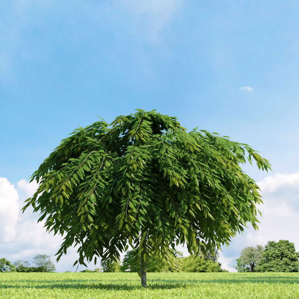 Salix repens var nitida 022 v2 AM136 3D model_0