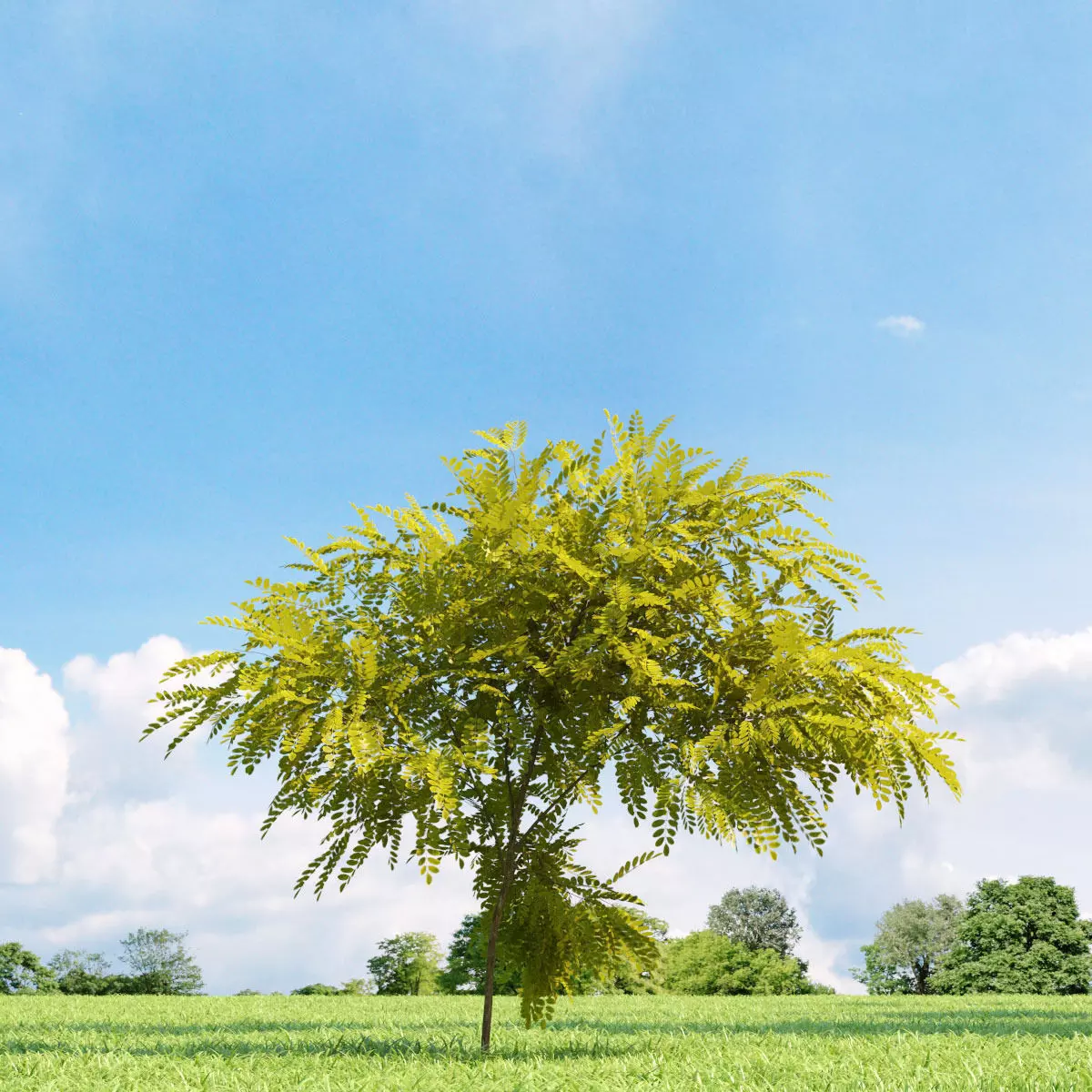 Robinia pseudoacacia Frisia 021 v1 AM136 3D model_0
