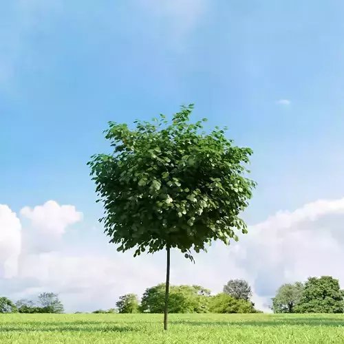 Robinia pseudoacacia 020 v1 AM136