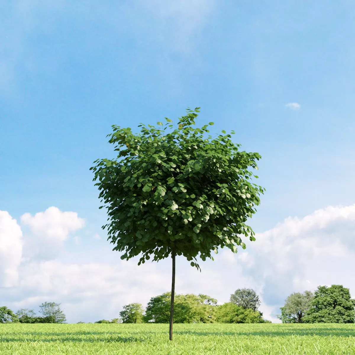 Robinia pseudoacacia 020 v1 AM136 3D model_0