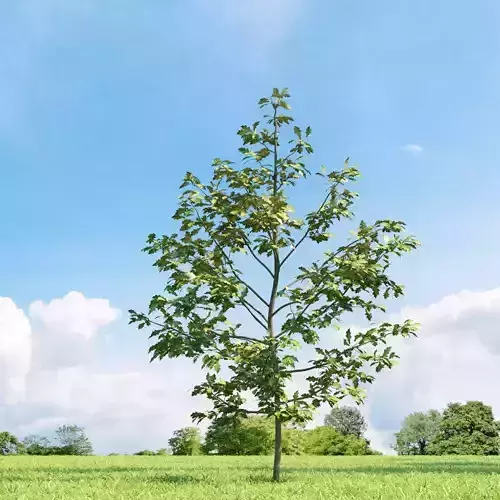 Quercus shumardii 019 v2 AM136