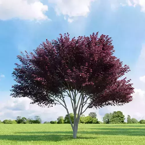 Prunus blireana 013 v2 AM136 3D model