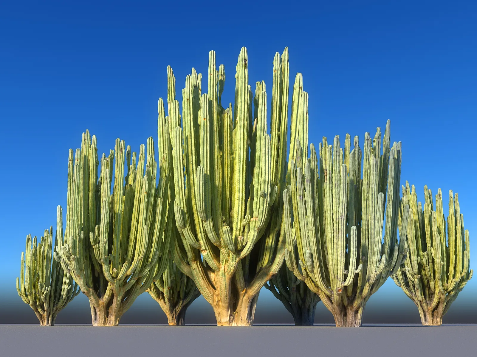 San Pedro Cactus Tree Low-poly 3D model