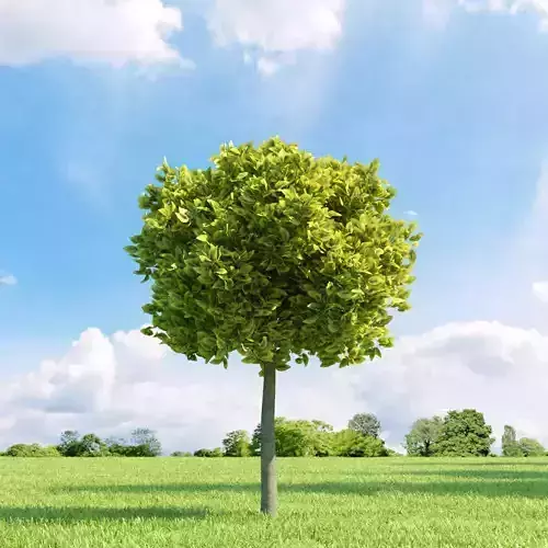 Euonymus emerald-n-gold 008 v1 AM136