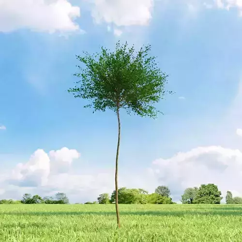 Betula nana 006 v1 AM136 3D model