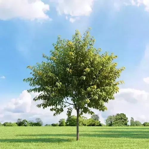 Acer negundo odessanum 001 v2 AM136 3D model