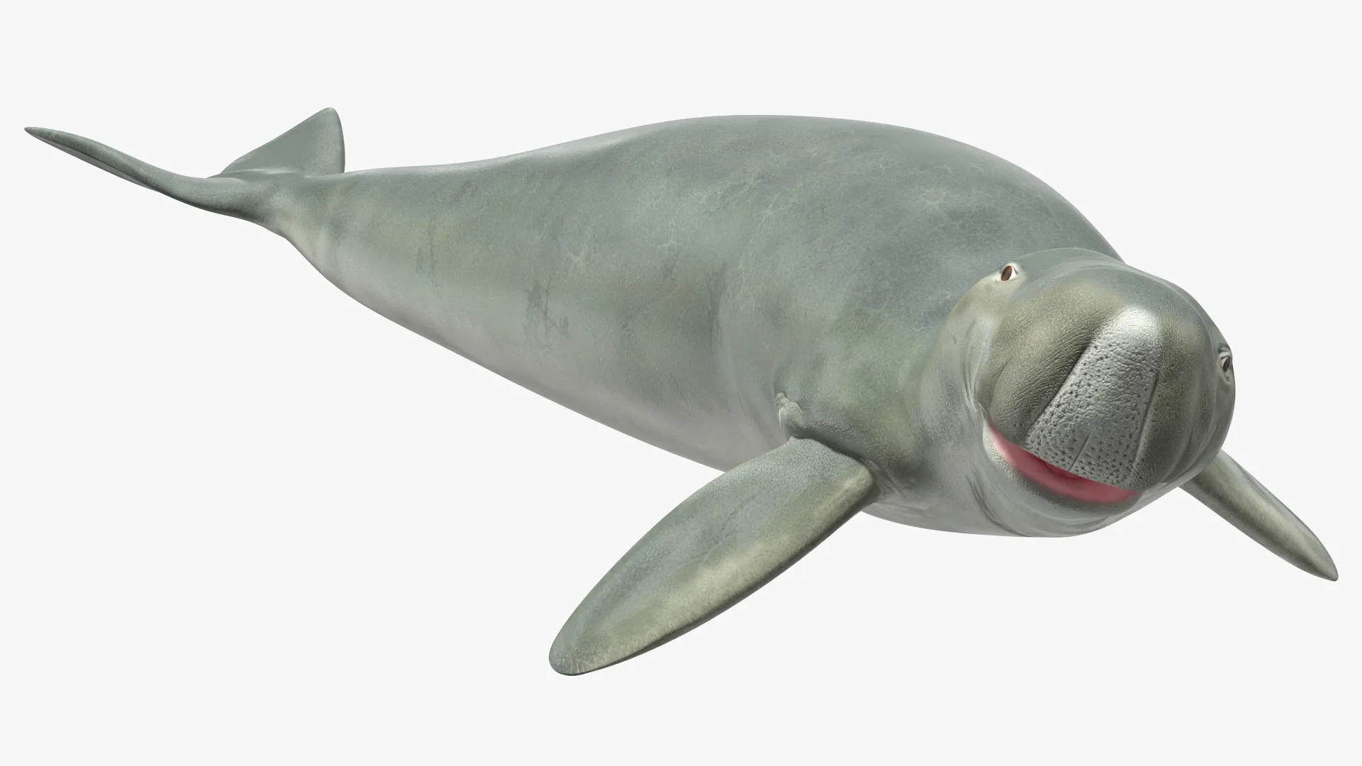 Dugong Rigged 3D model